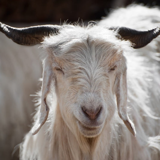 Cashmere from Inner Mongolia