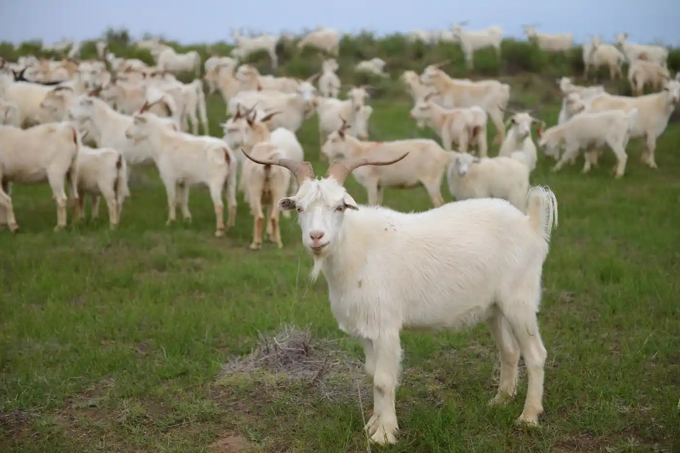 Sustainable Cashmere Knitwear from Inner Mongolia