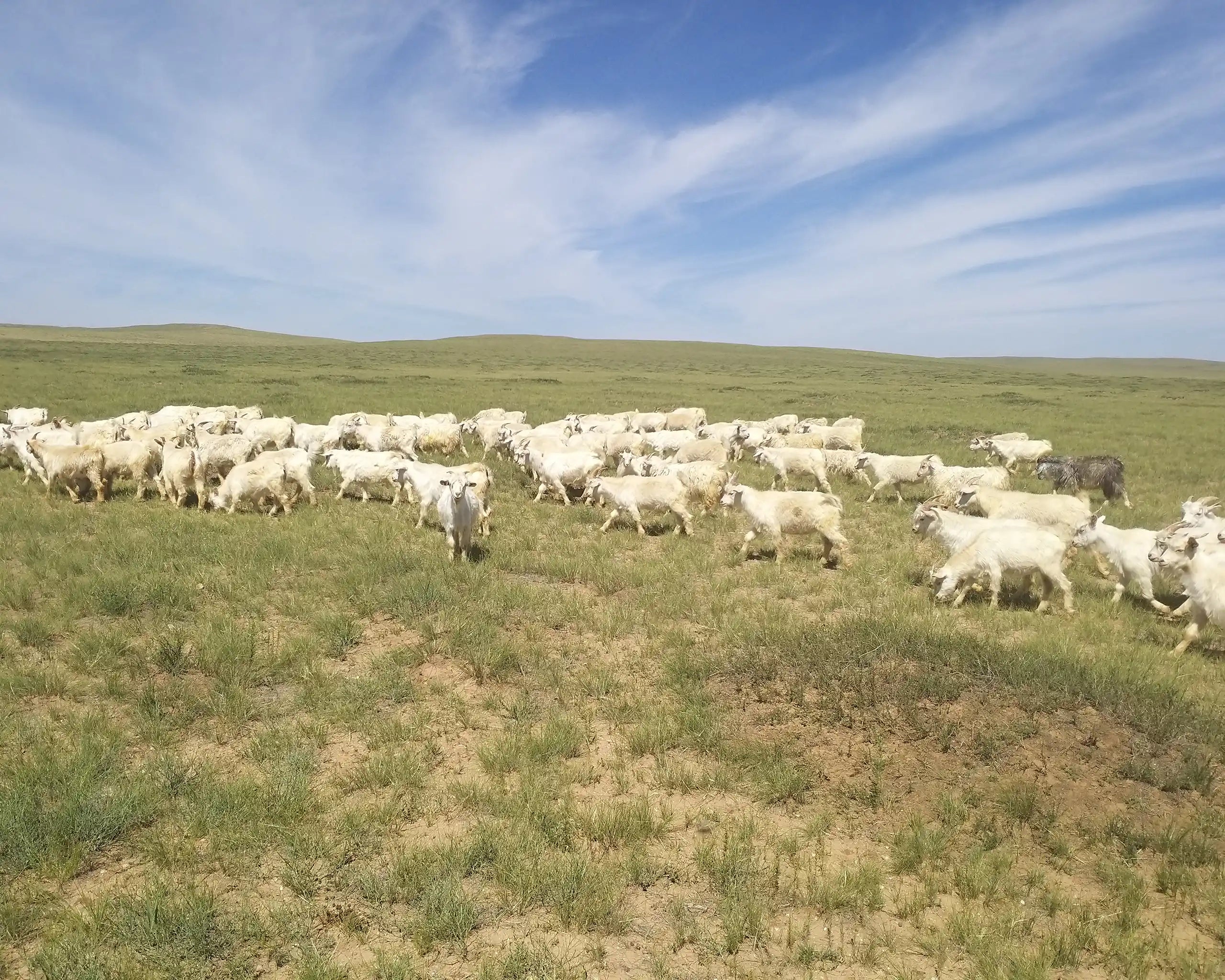 cashmere goats grazing in inner mongolia