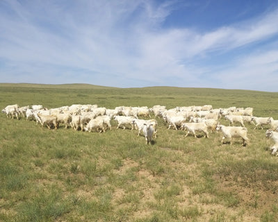 Cashmere goats roam free in Inner Mongolia