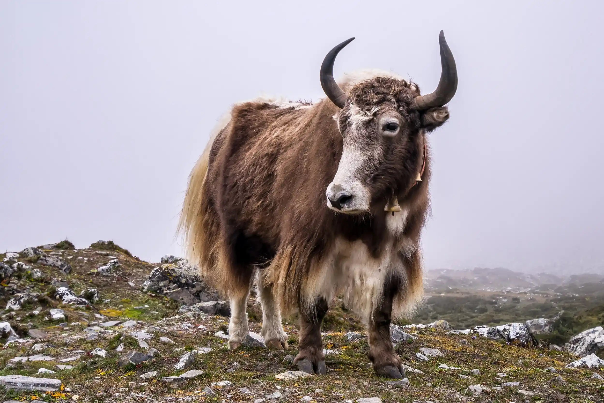 Yak Yarn Knitwear: Ethical, Durable and Eco-Friendly