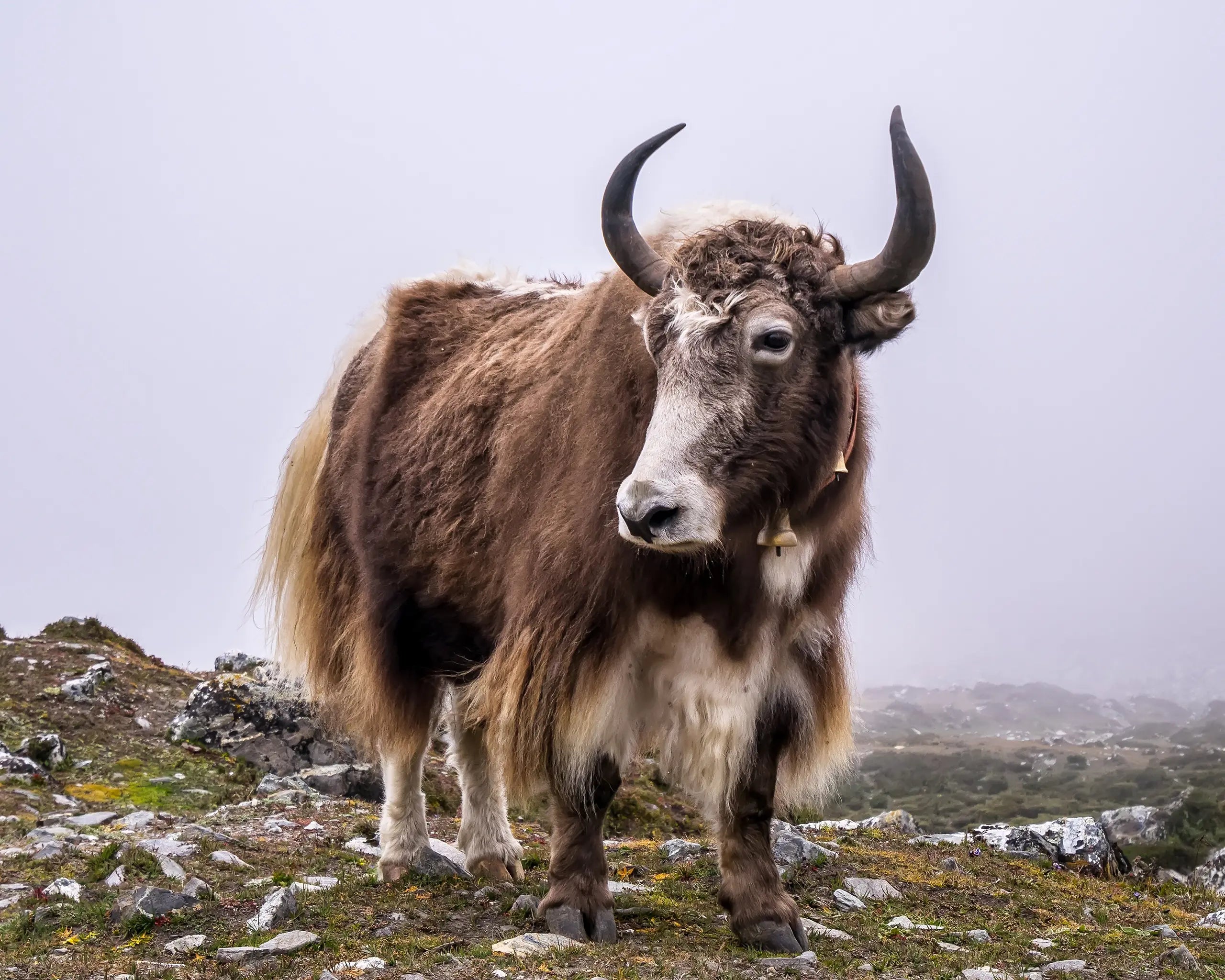 Why is yak yarn so good for knitwear?