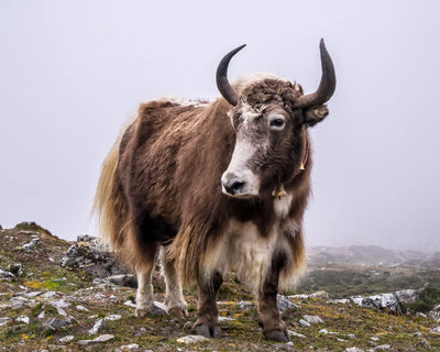Why is yak yarn so good for knitwear?