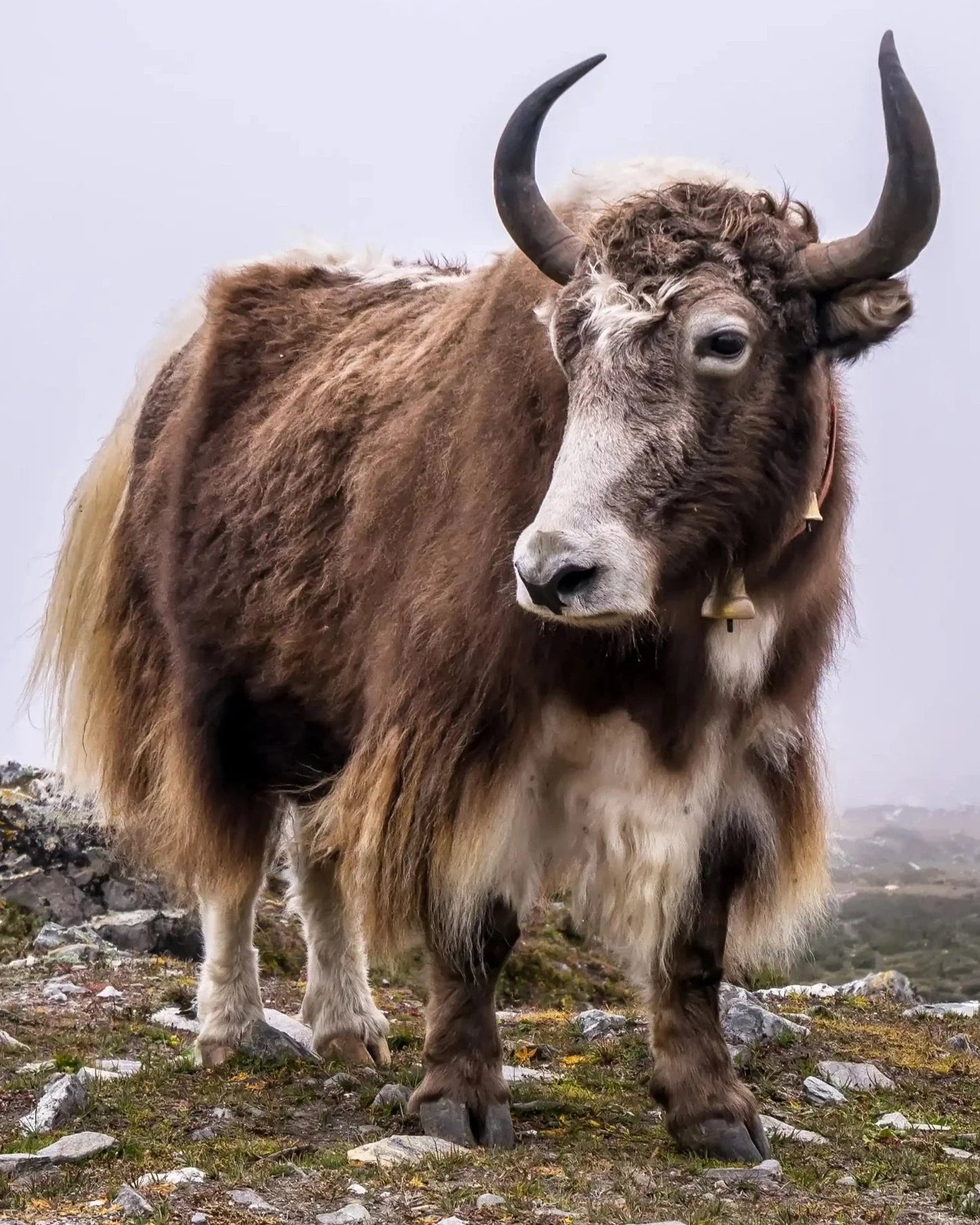 Knitted Scarf - Natural Yak Yarn
