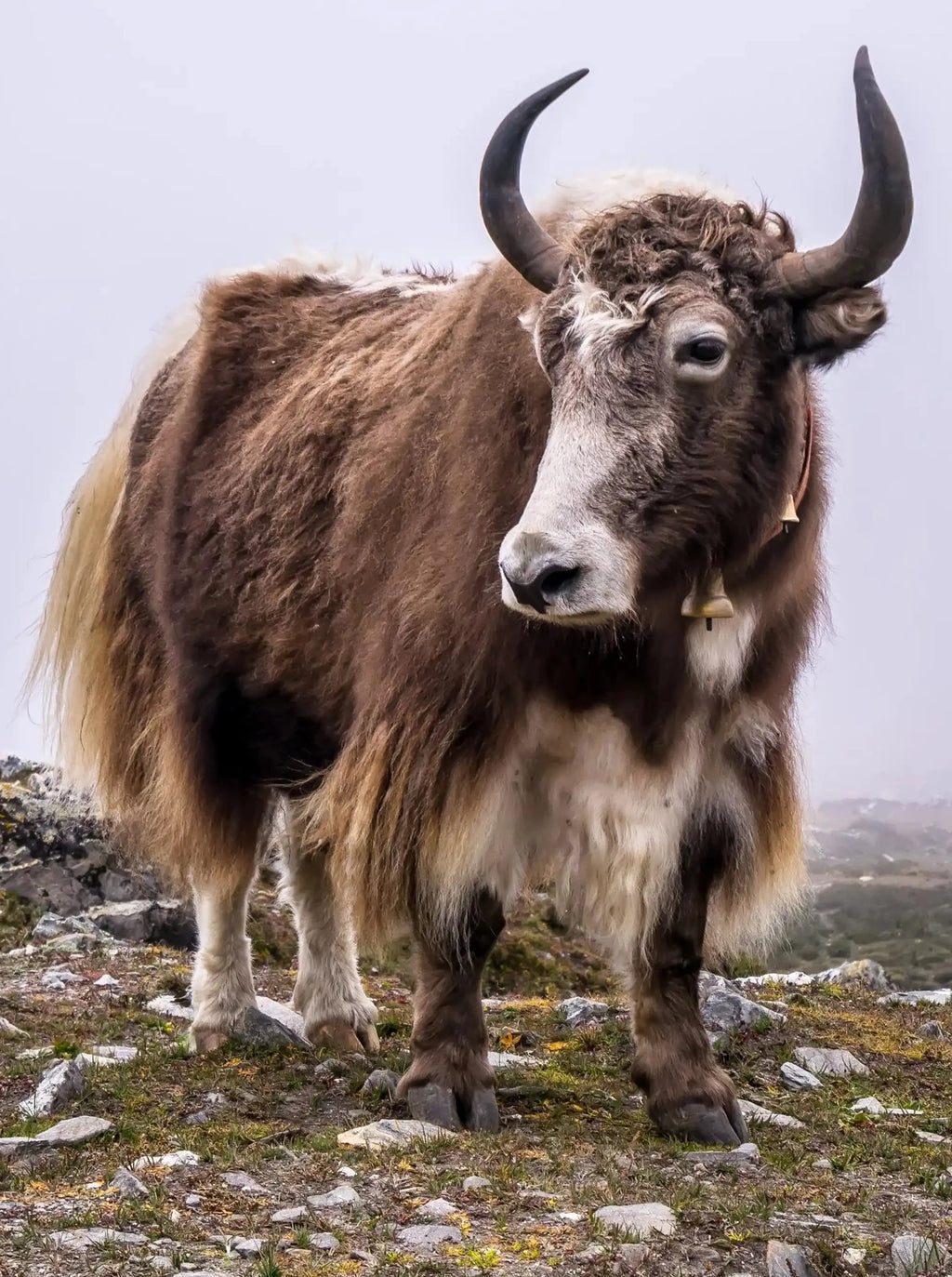 Knitted Scarf - Natural Yak Yarn