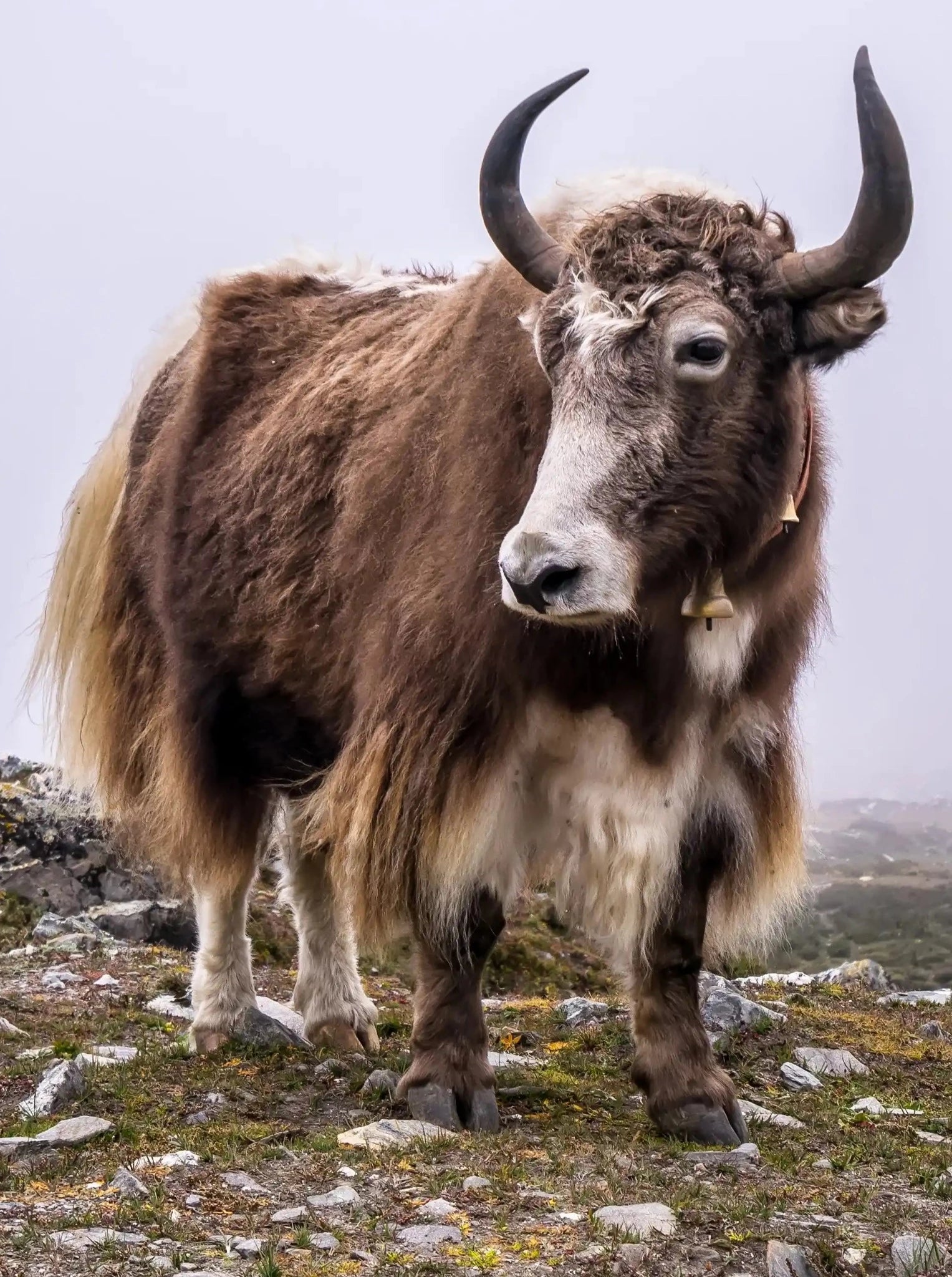 Knitted Scarf - Natural Yak Yarn