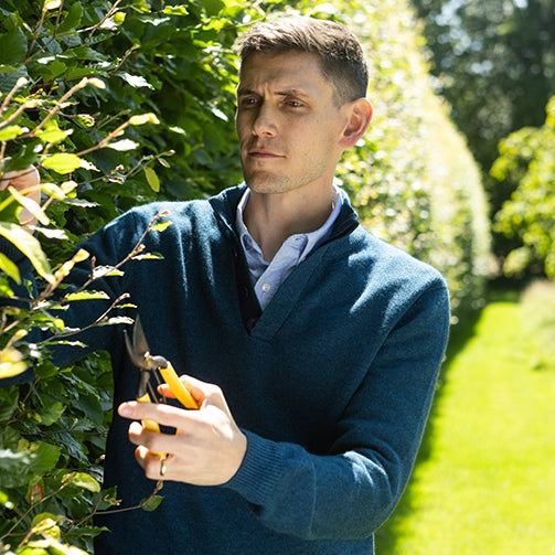 A man in an ocean blue knit cashmere sweater  with corozo buttons prunes green garden foliage with shears outdoors on a sunny lawn.