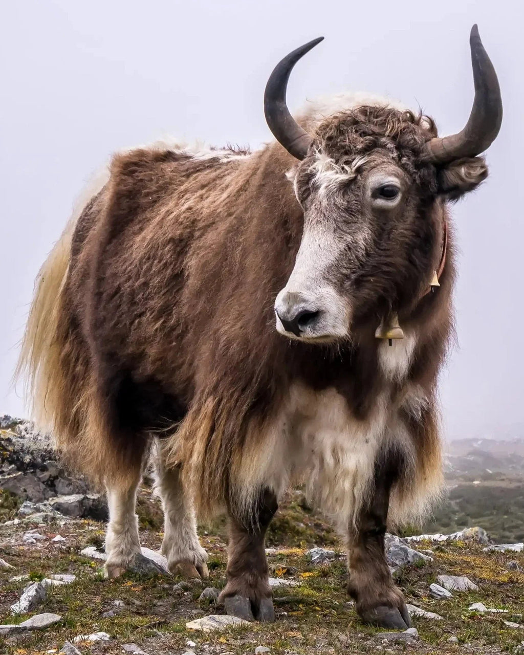 Knitted Beanie Hat - Natural Yak Yarn